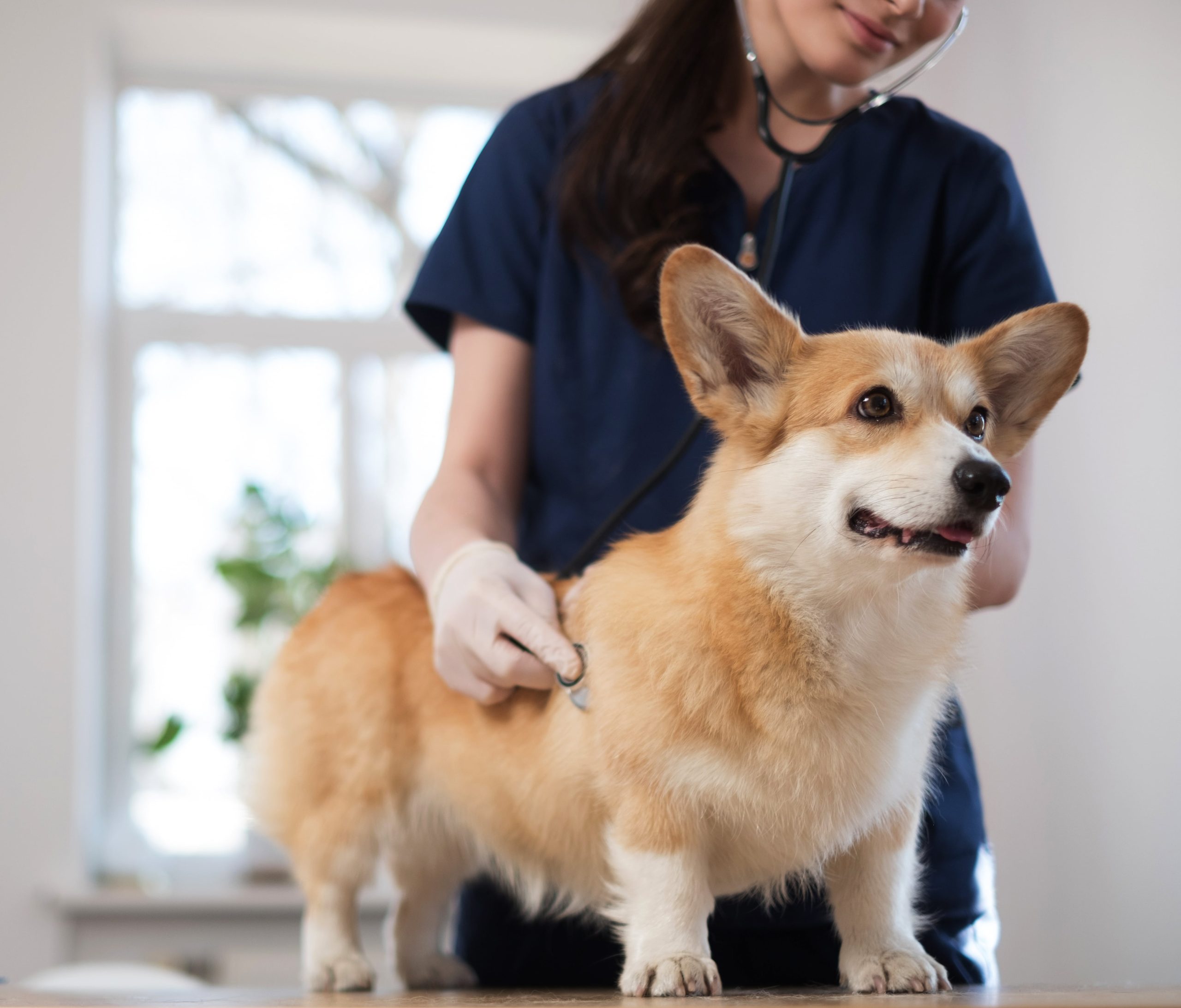 What To Know About Gastritis In Dogs Greenfield Puppies   Vet Pressing Stethoscope To Corgis Side Scaled 