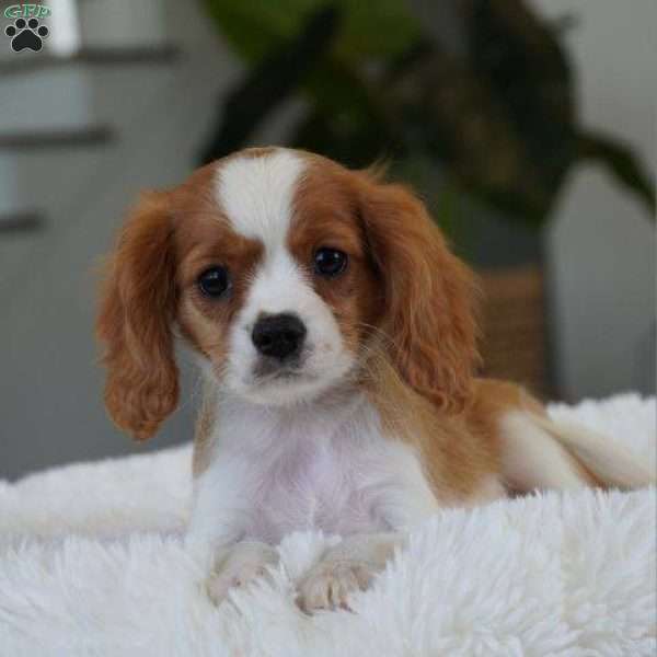 Jess, Cavalier King Charles Spaniel Puppy