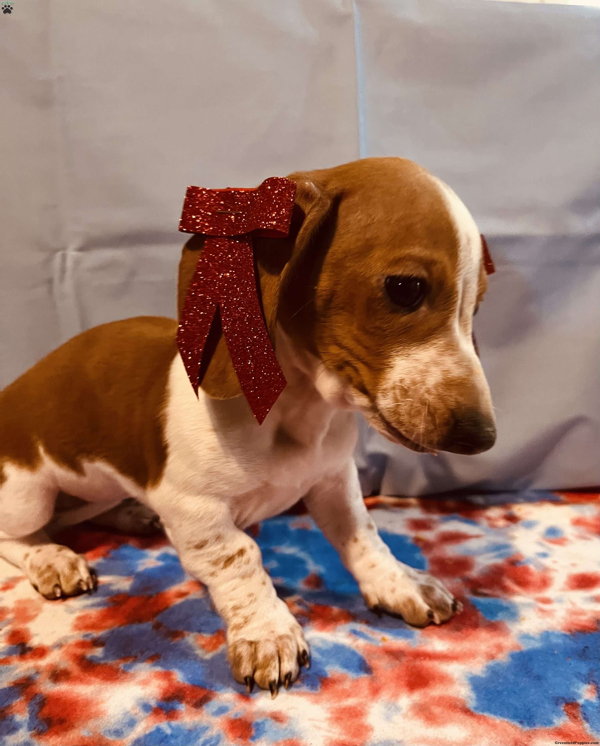 Honey Dachshund Puppy For Sale in Kentucky