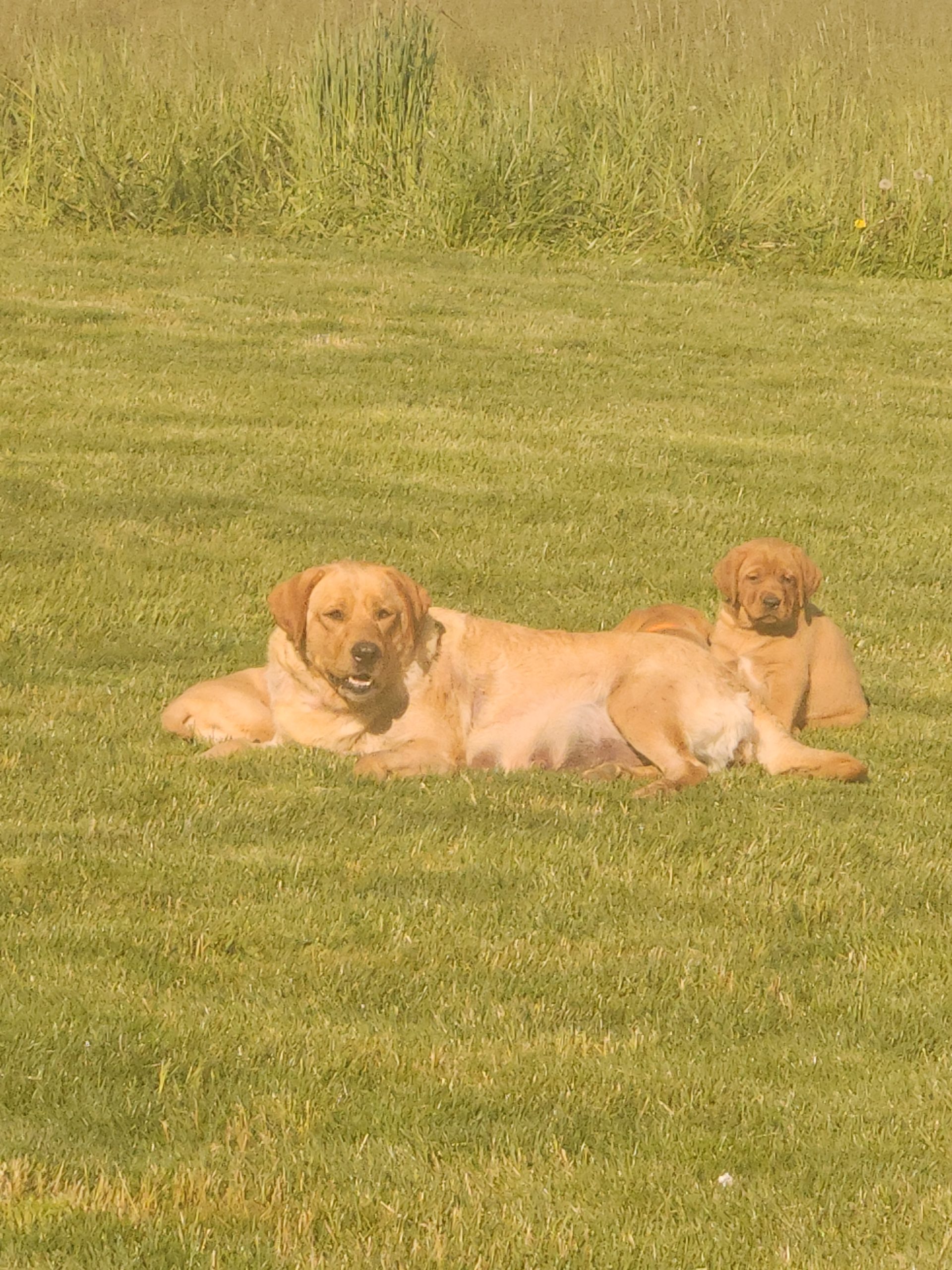 Greenfield Puppies Com - pn6ora8