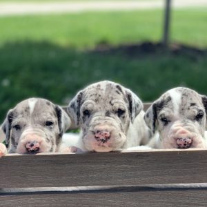 Erica Alston,  Breeder