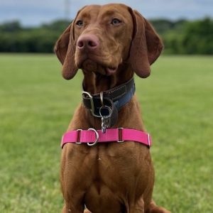 Heidi DiSante,  Breeder