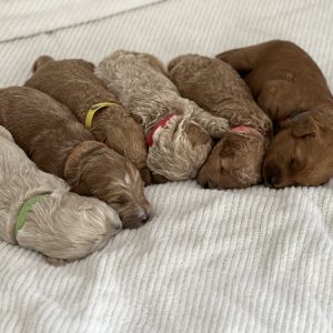 Kristin Ray,  Breeder