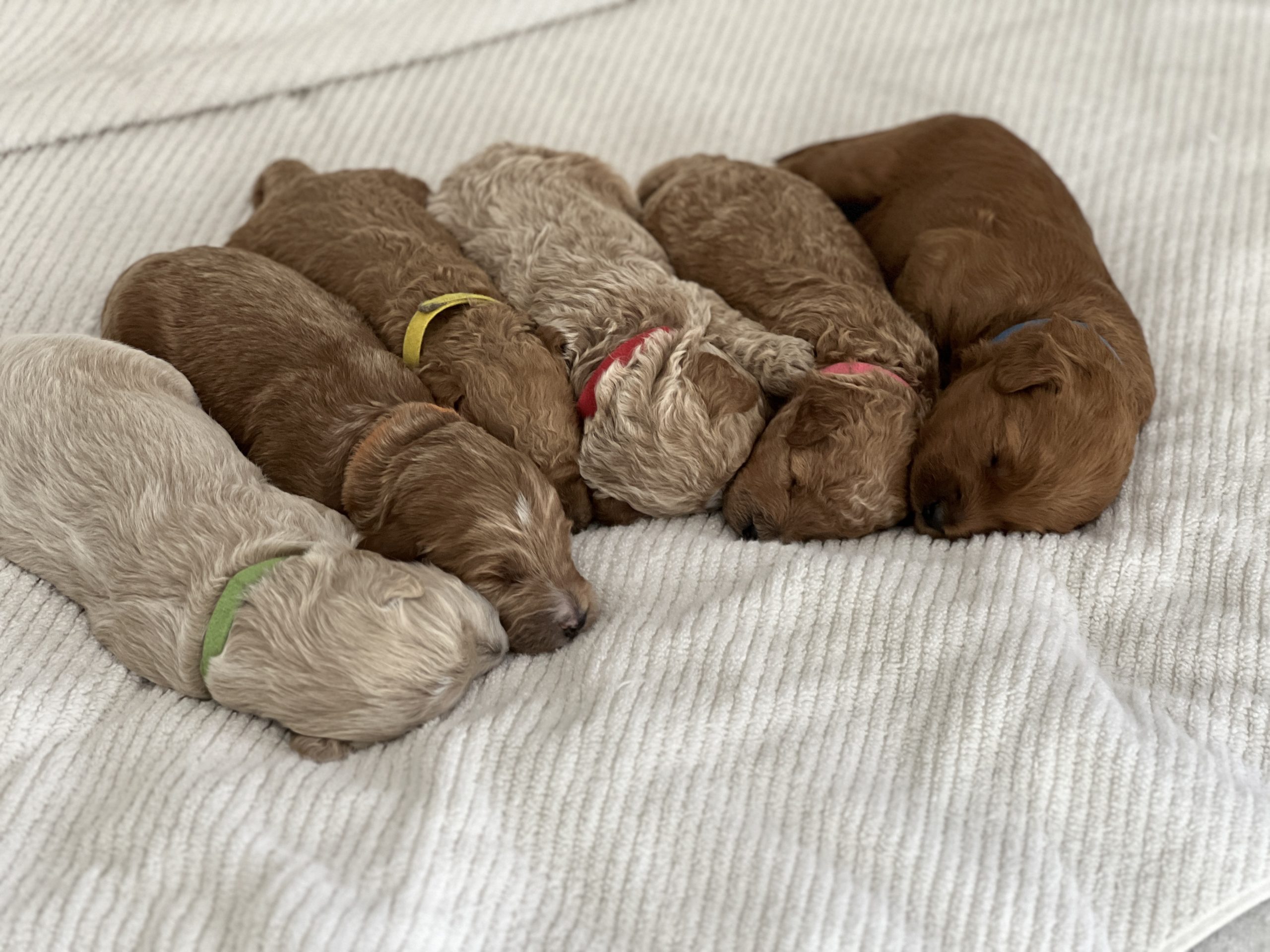 Greenfield Puppies Com