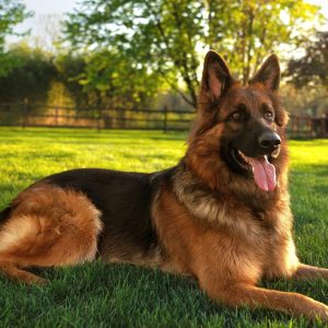 Jon Parisan, View Puppies Breeder