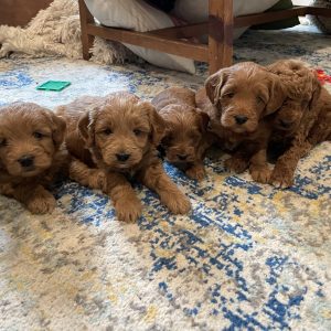 Naomi Buckwalter, View Puppies Breeder