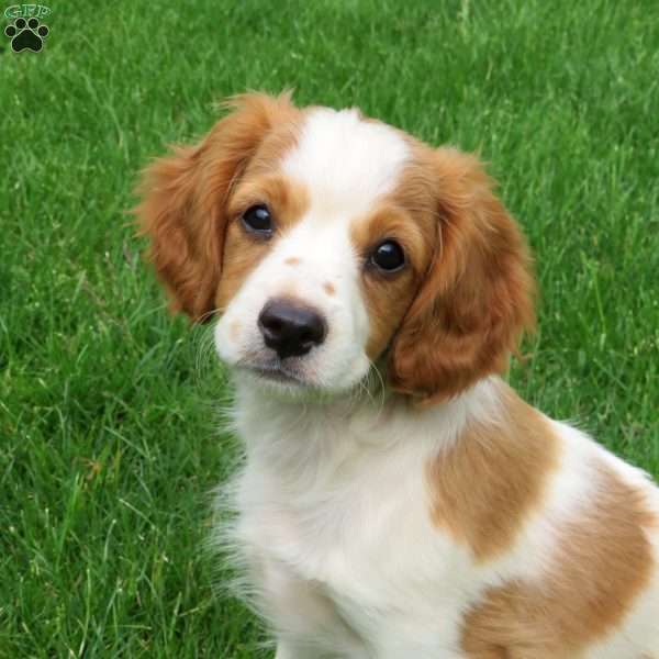 Blossom, Cavalier King Charles Mix Puppy