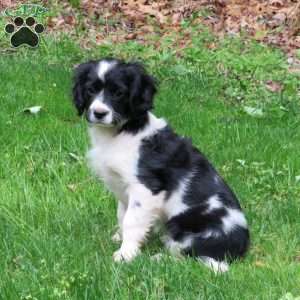 Bridget, Cavalier King Charles Mix Puppy