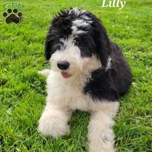 Sheepadoodle Puppies for Sale - Greenfield Puppies