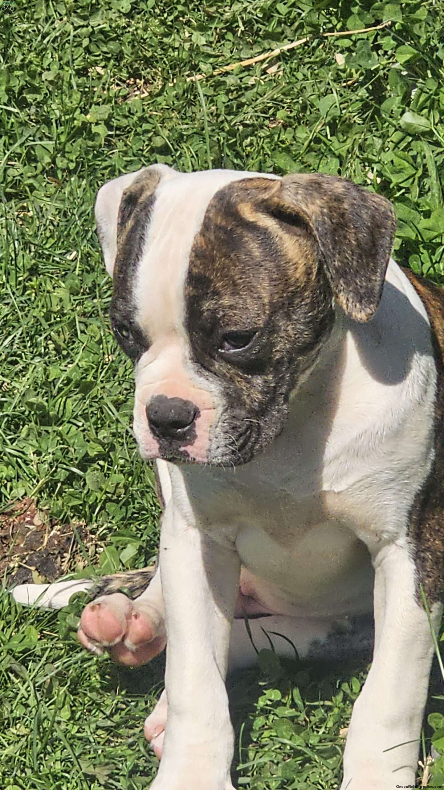 Winston - American Bulldog Puppy For Sale in Pennsylvania