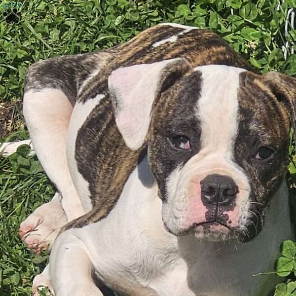 Winston, American Bulldog Puppy