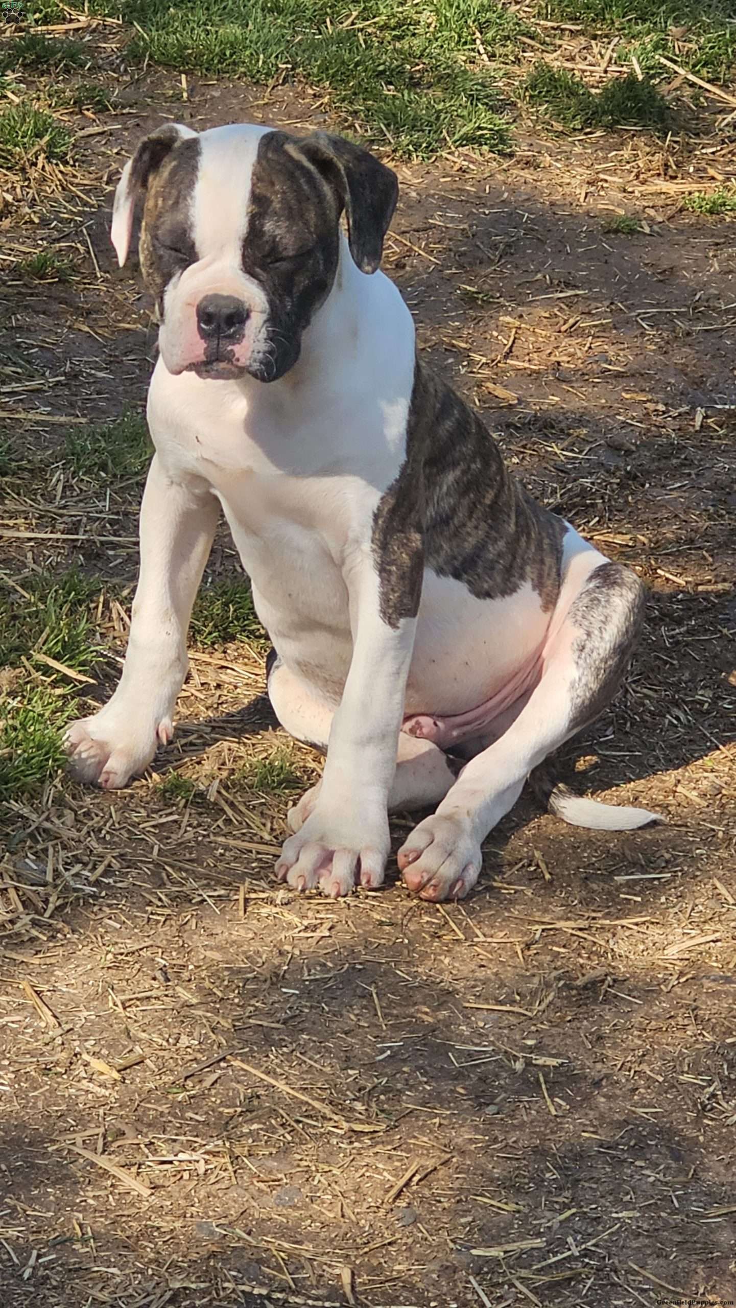 Winston - American Bulldog Puppy For Sale in Pennsylvania