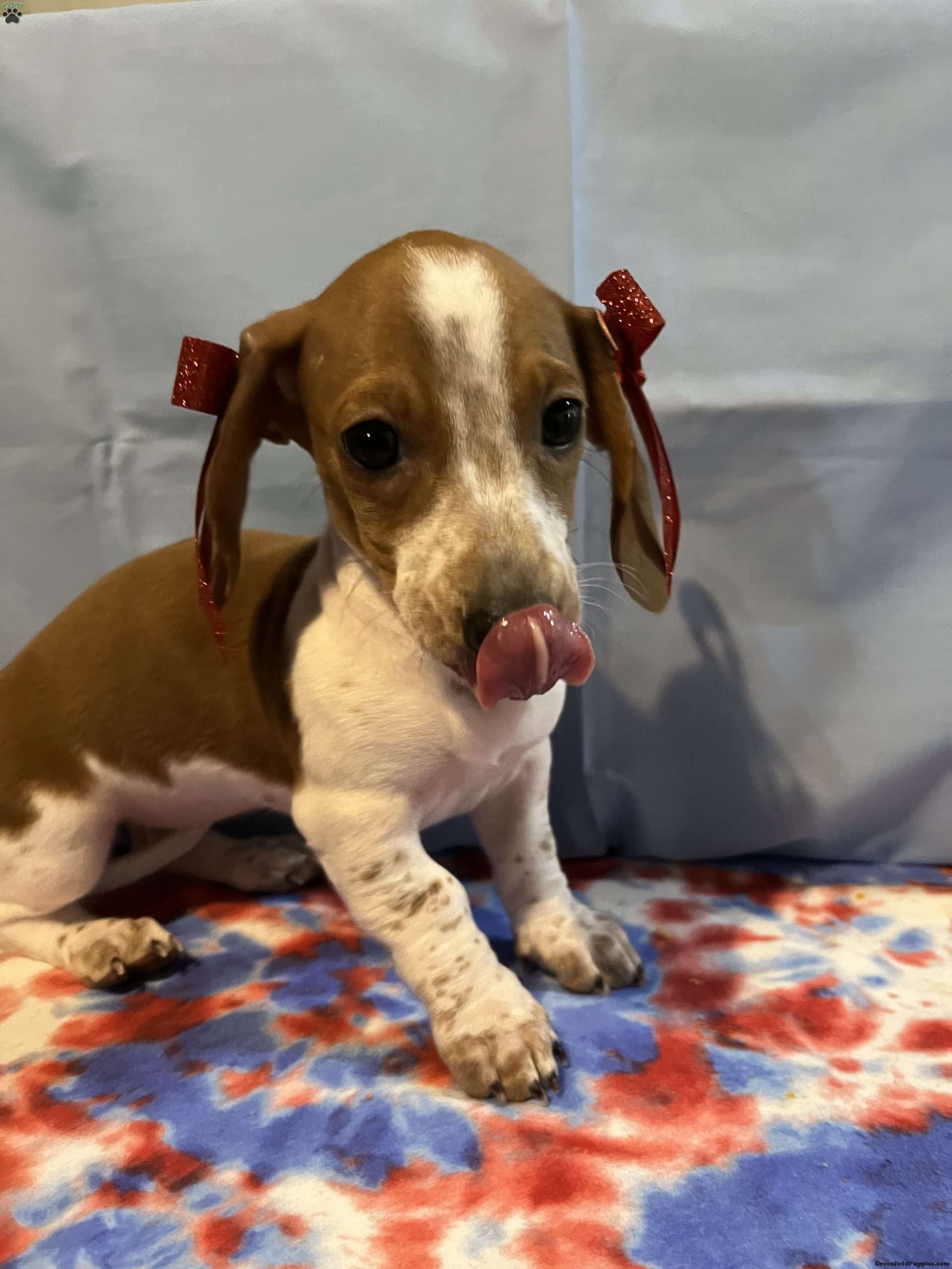 Honey Dachshund Puppy For Sale in Kentucky