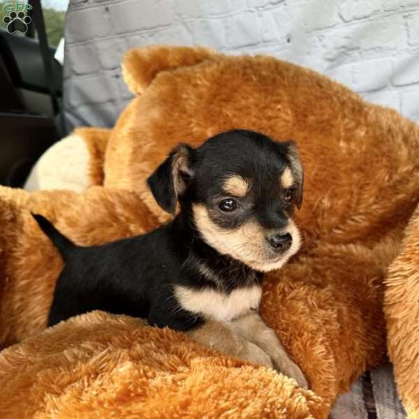 Bruno, Chorkie Puppy