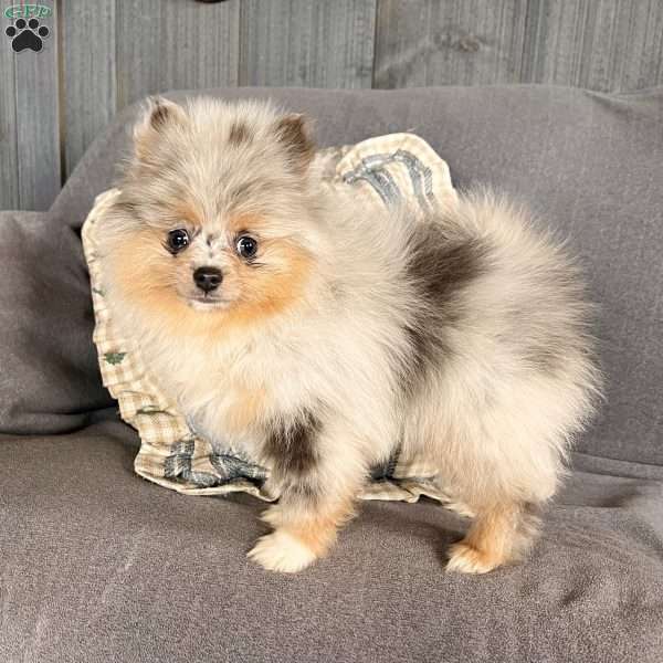 Dazzle, Pomeranian Puppy