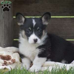 Pembroke Welsh Corgi Puppies For Sale - Greenfield Puppies