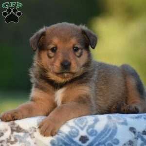 Rottweiler Mix Puppies For Sale | Greenfield Puppies