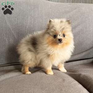 Dazzle, Pomeranian Puppy