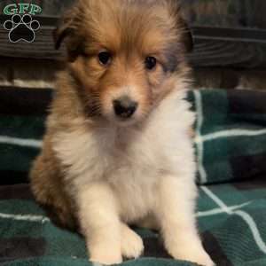 Sheltie Puppies For Sale | Greenfield Puppies