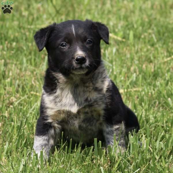 Buster, Border Collie Mix Puppy