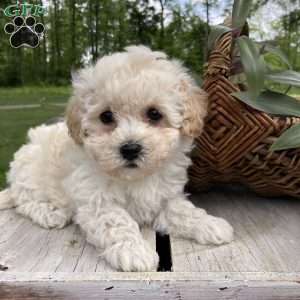 Bich-poo Puppies For Sale | Greenfield Puppies