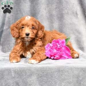 Cockapoo Puppies for Sale - Greenfield Puppies