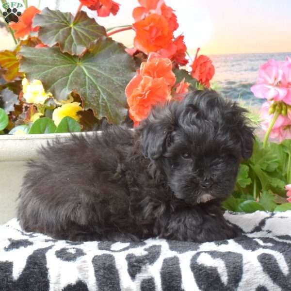 Anchor, Maltipoo Puppy