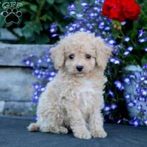 Elam & Linda Stoltzfus - Greenfield Puppies