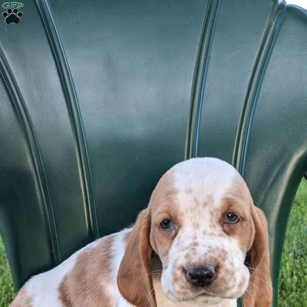 Atlas, Basset Hound Puppy