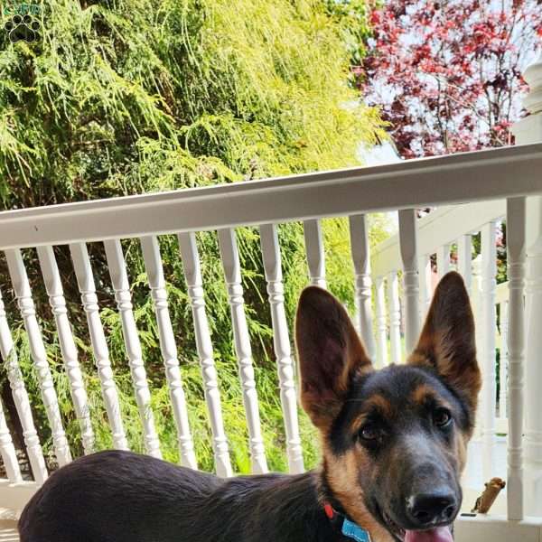 Dallas, German Shepherd Puppy