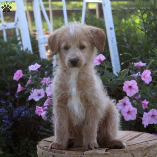 Bailey, Aki-Poo Puppy