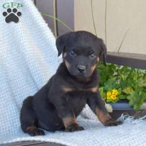 Rottweiler Puppies For Sale | Greenfield Puppies