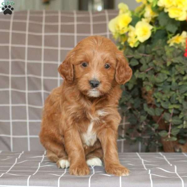 Bonnie-F1B, Mini Goldendoodle Puppy