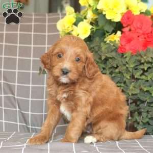 Bonnie-F1B, Mini Goldendoodle Puppy