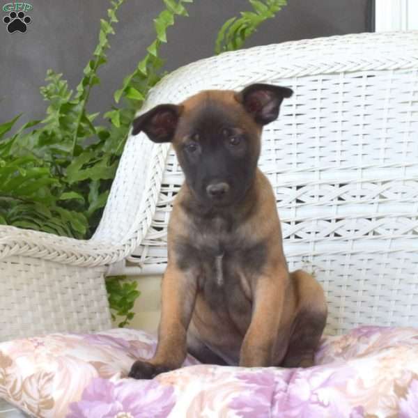 Booker, Belgian Malinois Puppy