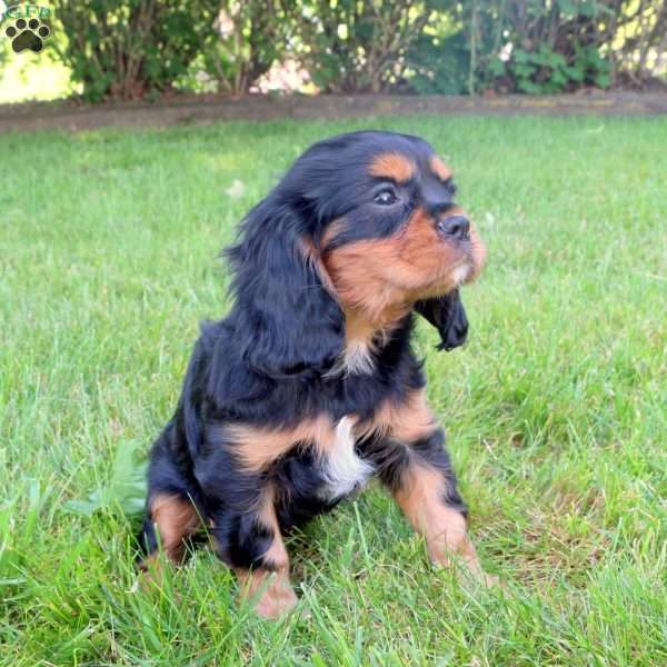 Brady, Cavalier King Charles Spaniel Puppy