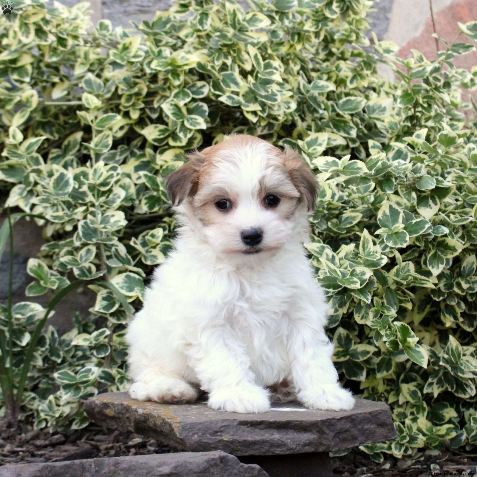 Brianne - Havachon Puppy For Sale in Pennsylvania