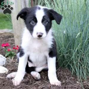 Britt, Border Collie Puppy