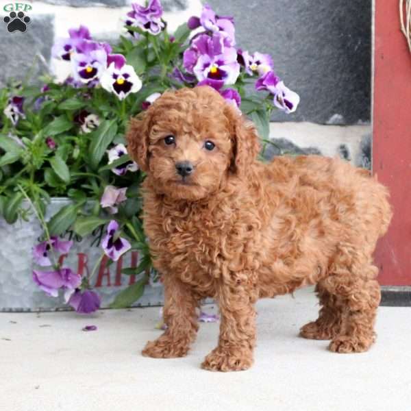Brody, Toy Poodle Puppy