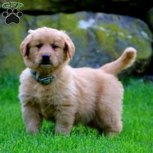 Brooke, Golden Retriever Puppy