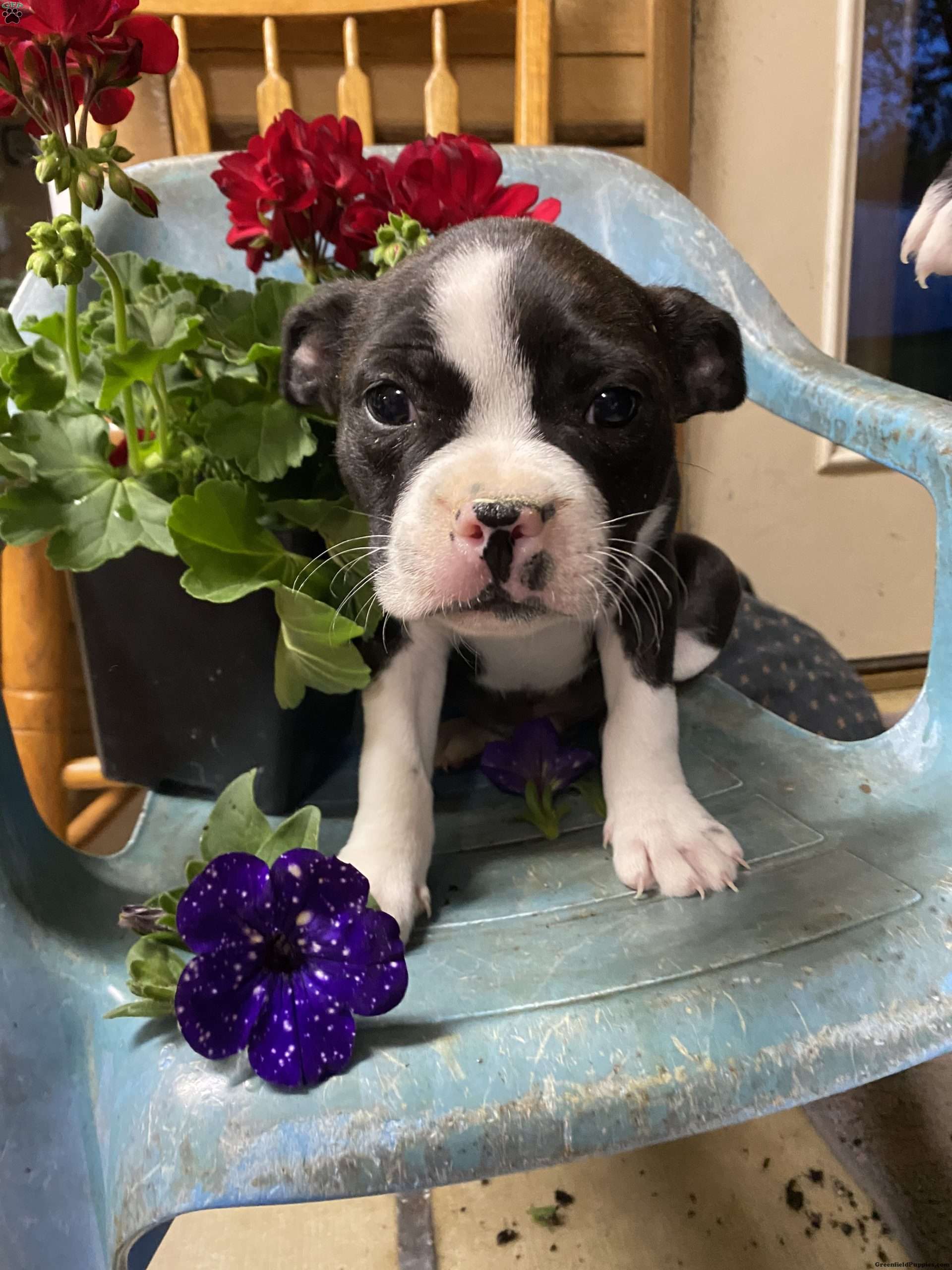 Brindle - Boston Terrier Mix Puppy For Sale in New York