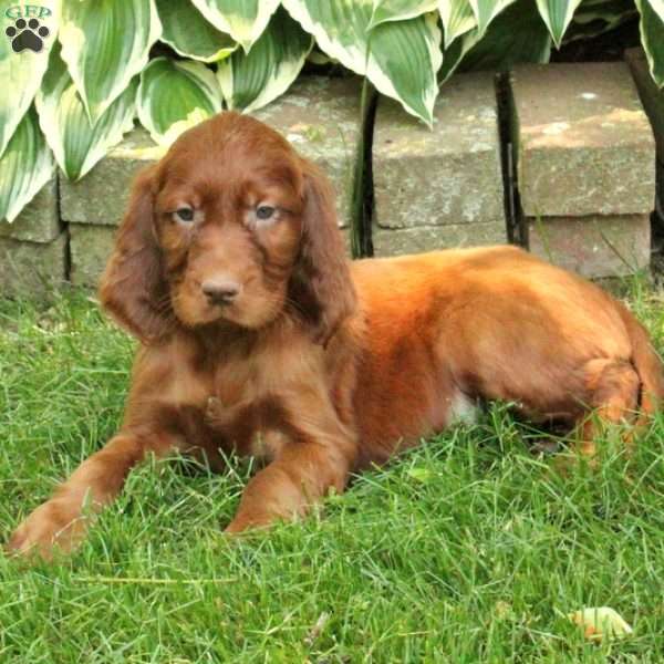 Cade Irish Setter Puppy For Sale in Pennsylvania