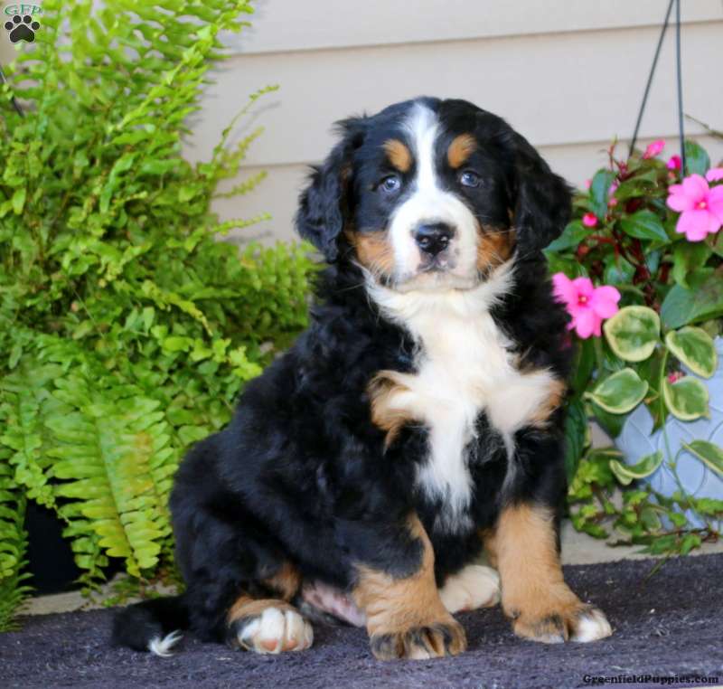 Carter Bernese Mountain Dog Puppy For Sale In Pennsylvania   Carter M1 