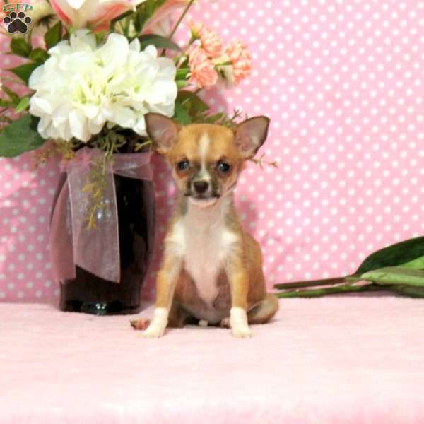 Cheyanne, Chihuahua Puppy