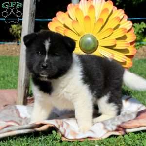 Akita Puppies for Sale - Greenfield Puppies