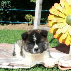 Akita Puppies for Sale - Greenfield Puppies