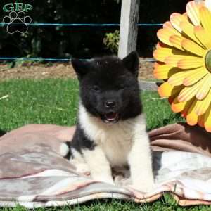 Akita Puppies for Sale - Greenfield Puppies