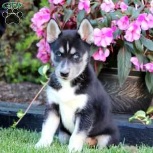 Siberian Husky Puppies For Sale - Greenfield Puppies
