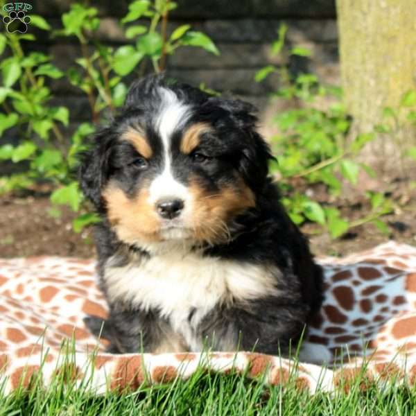 Connor, Bernese Mountain Dog Mix Puppy