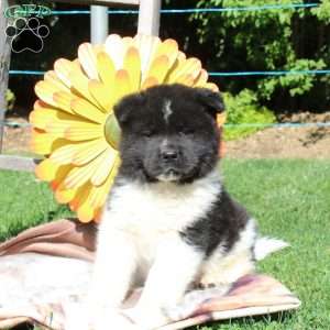 Akita Puppies for Sale - Greenfield Puppies